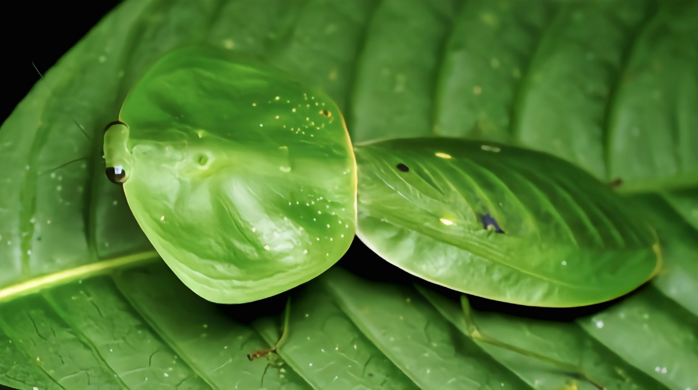 图片上是一种动物——叶背螳,又名风帽螳螂,南美盾牌螳螂,原产南美洲