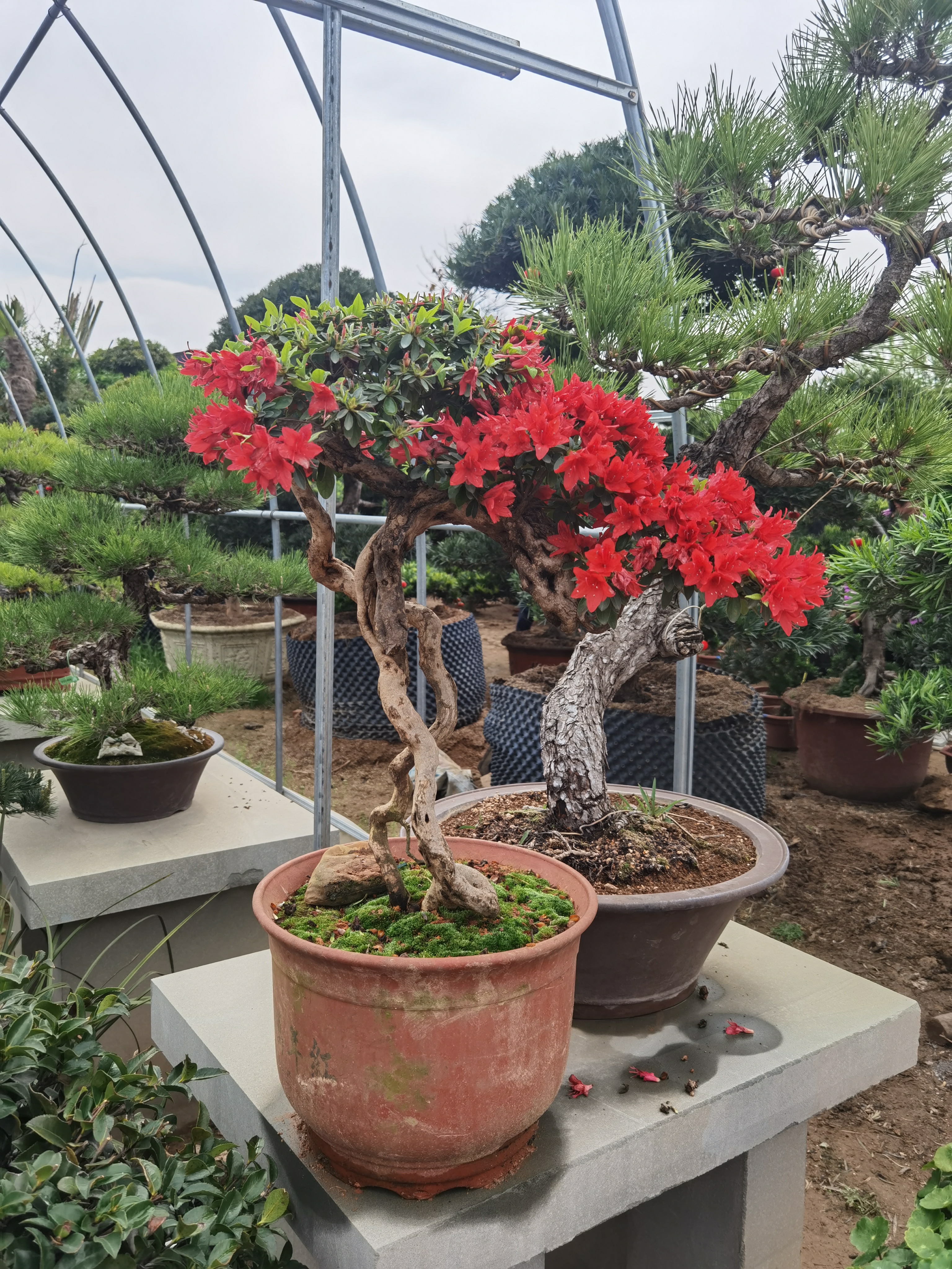 一对小精品映山红盆景