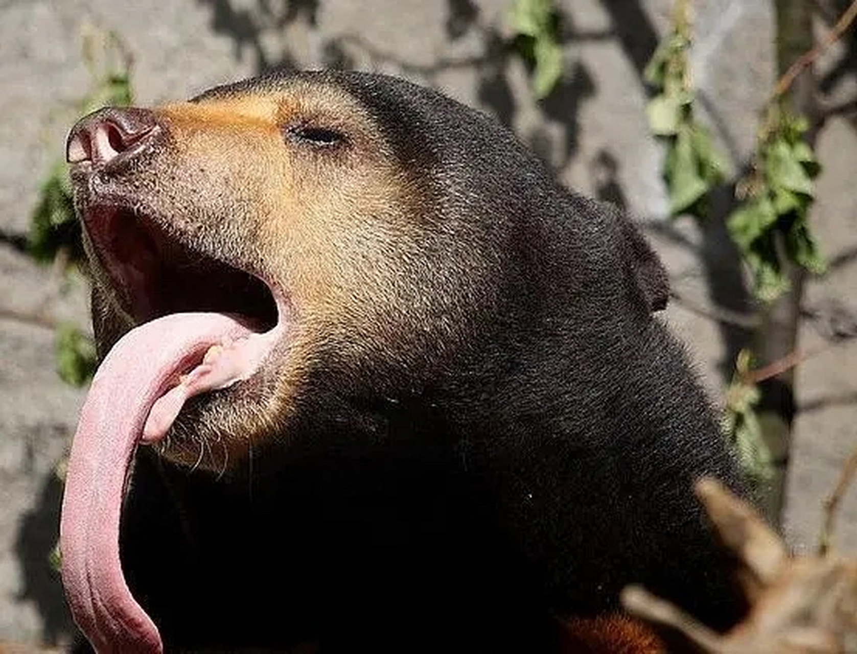 过去老人们常说,"不能被熊瞎子舔脸",被它的舌头舔一下,人的脸就只剩