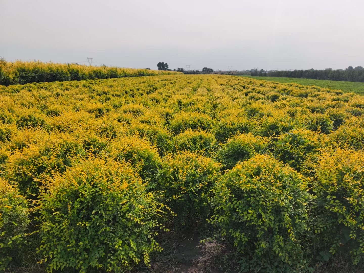金叶榆球,各种灌木,河北苗圃