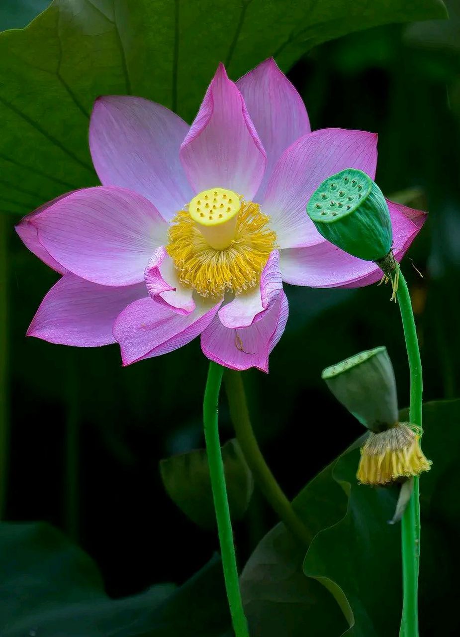 漂亮的莲花图片大全集图片