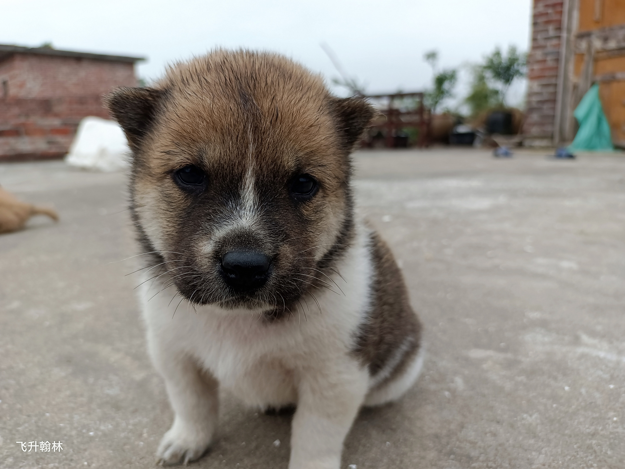 柴犬与土狗是统一物种吗?