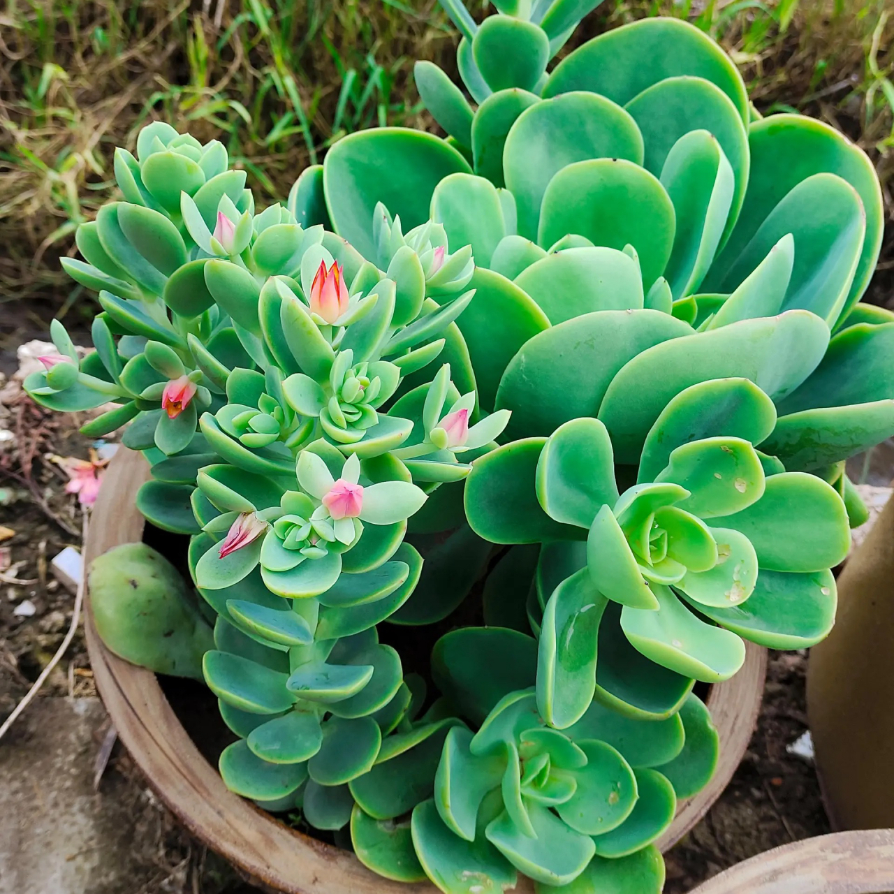 碧玉丛中一点红,碧桃也要开花了