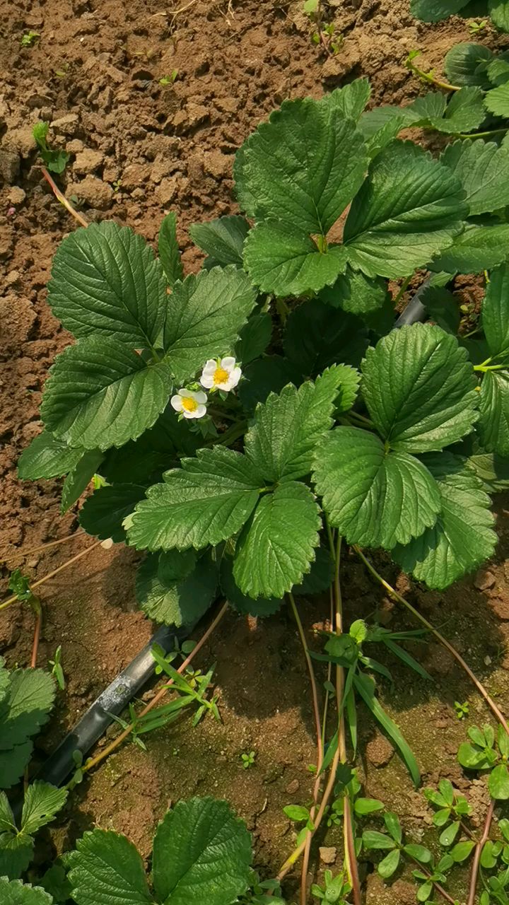 天仙醉妙香三号草莓苗匍匐茎粗壮抗病强的草莓苗品种