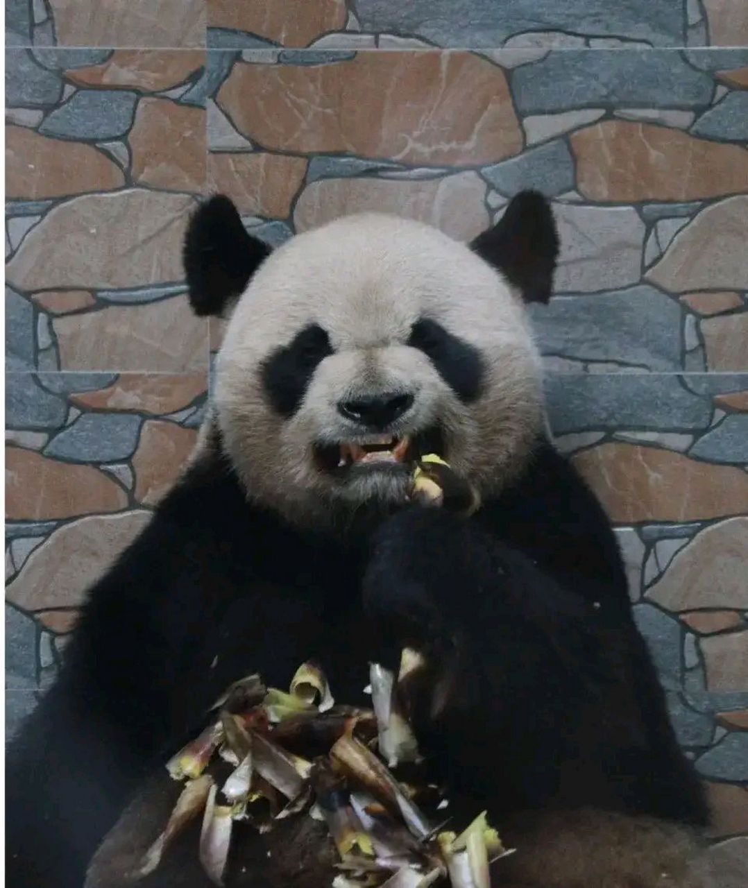 裤了,明明长着一张会打架的脸,结果只是因为去围观其他熊猫打架凑热闹