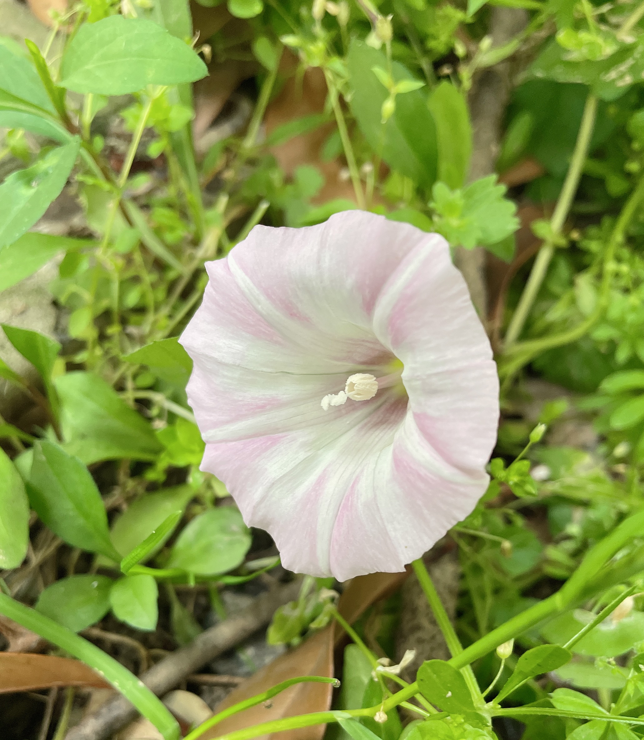 《咏绿》诗歌一首