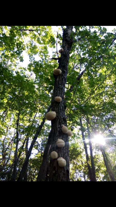 辽宁省丹东市网友,在碗口粗的柞树,采到19个猴头菇-度小视