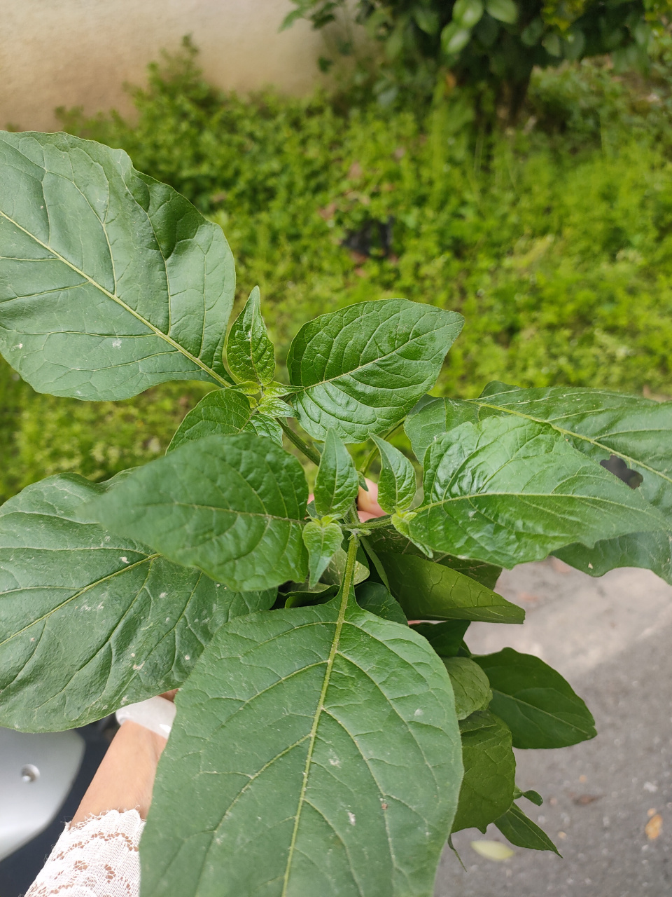 我们那里叫白花菜, 黑果菜.