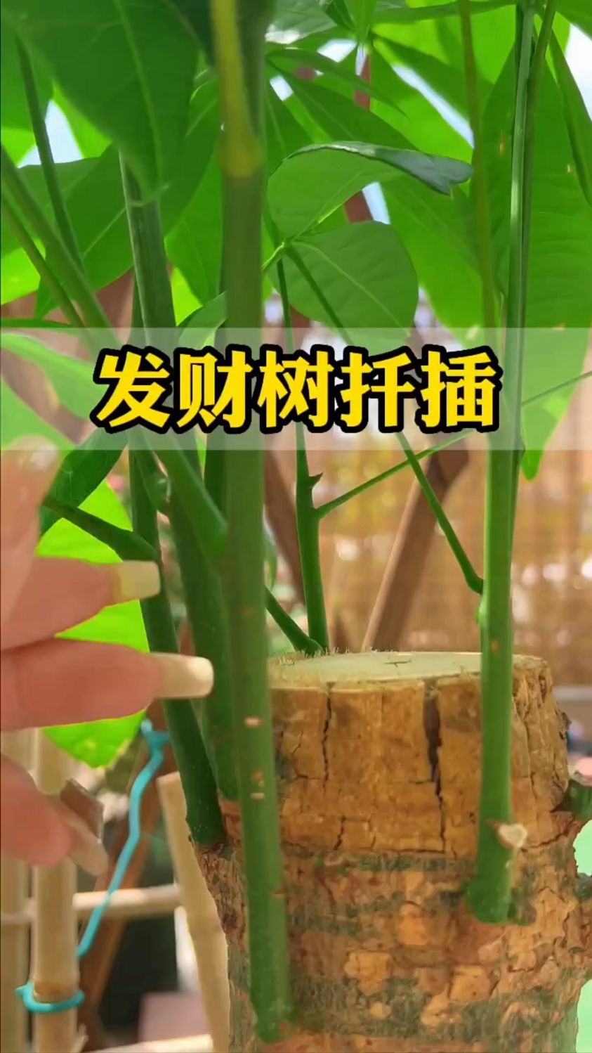 发财树的扦插方法(发财树的扦插方法,半个月就可以发根)