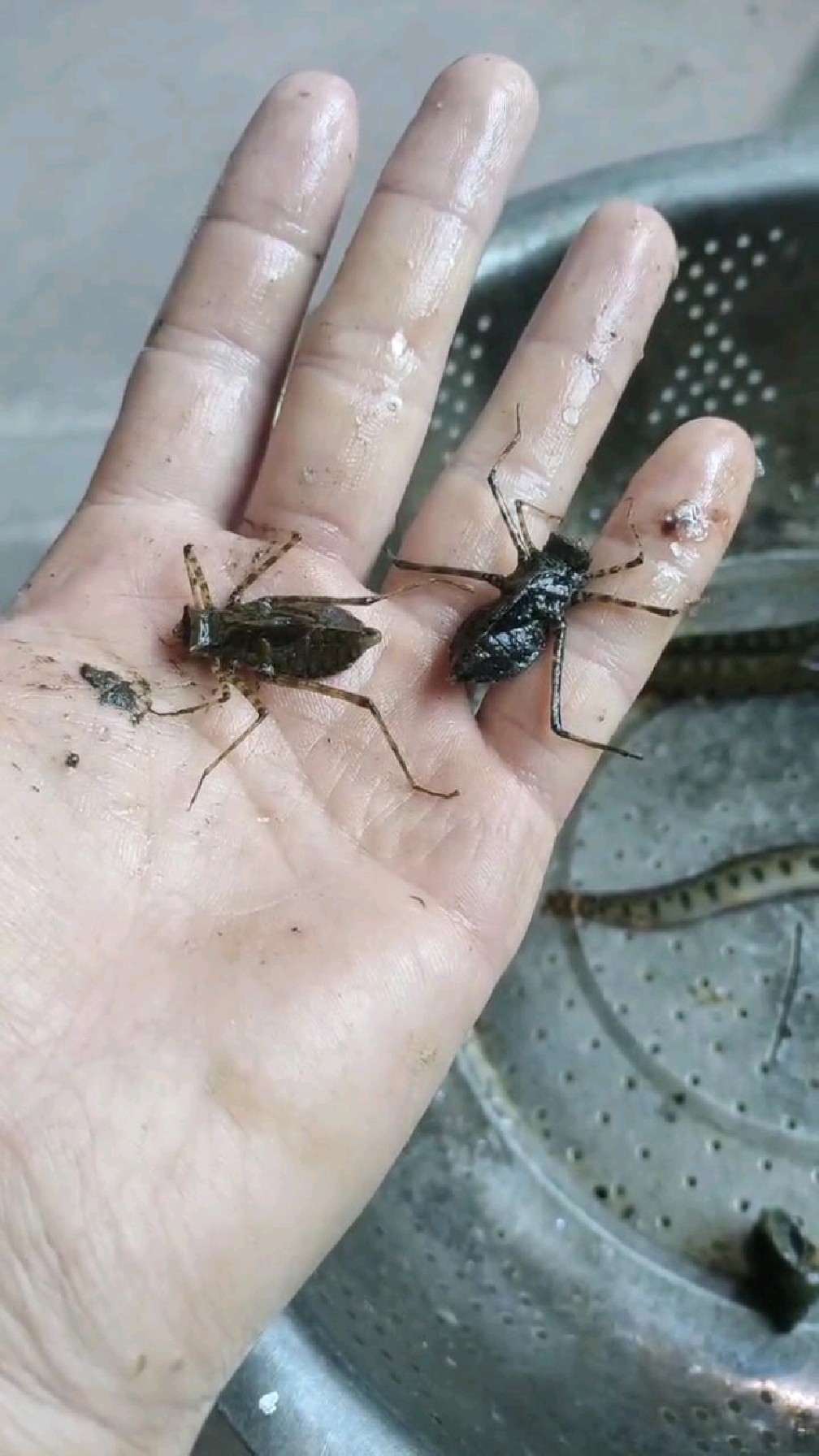 水里面的一种虫子,岸上也能爬,一个老大哥说能油炸着吃,没吃过,不知道