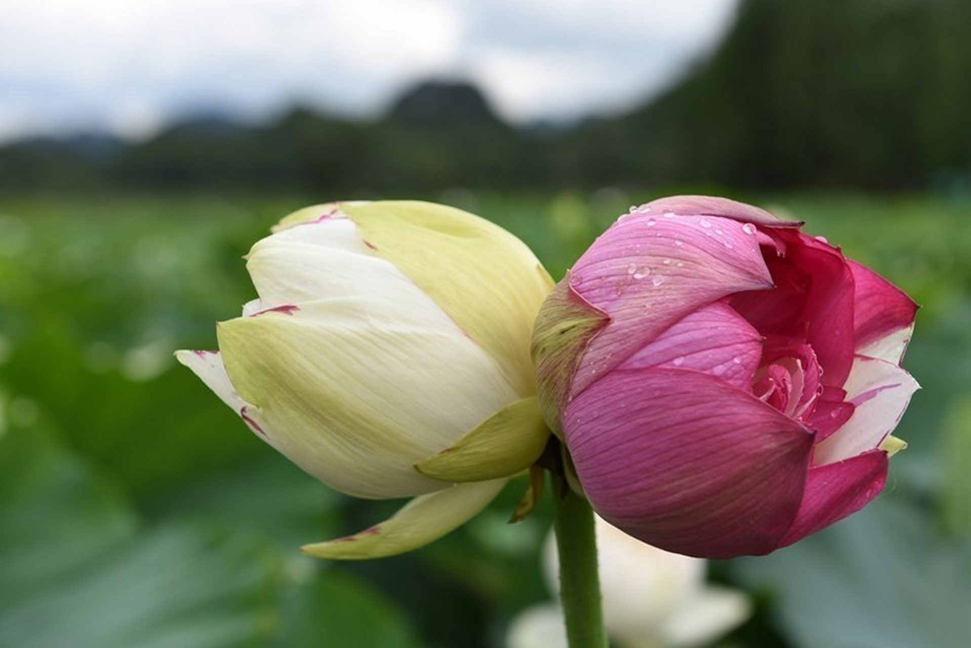 双头莲又称并头莲,同心芙蓉,合欢莲,瑞莲,属于荷花中的千瓣莲类,是花