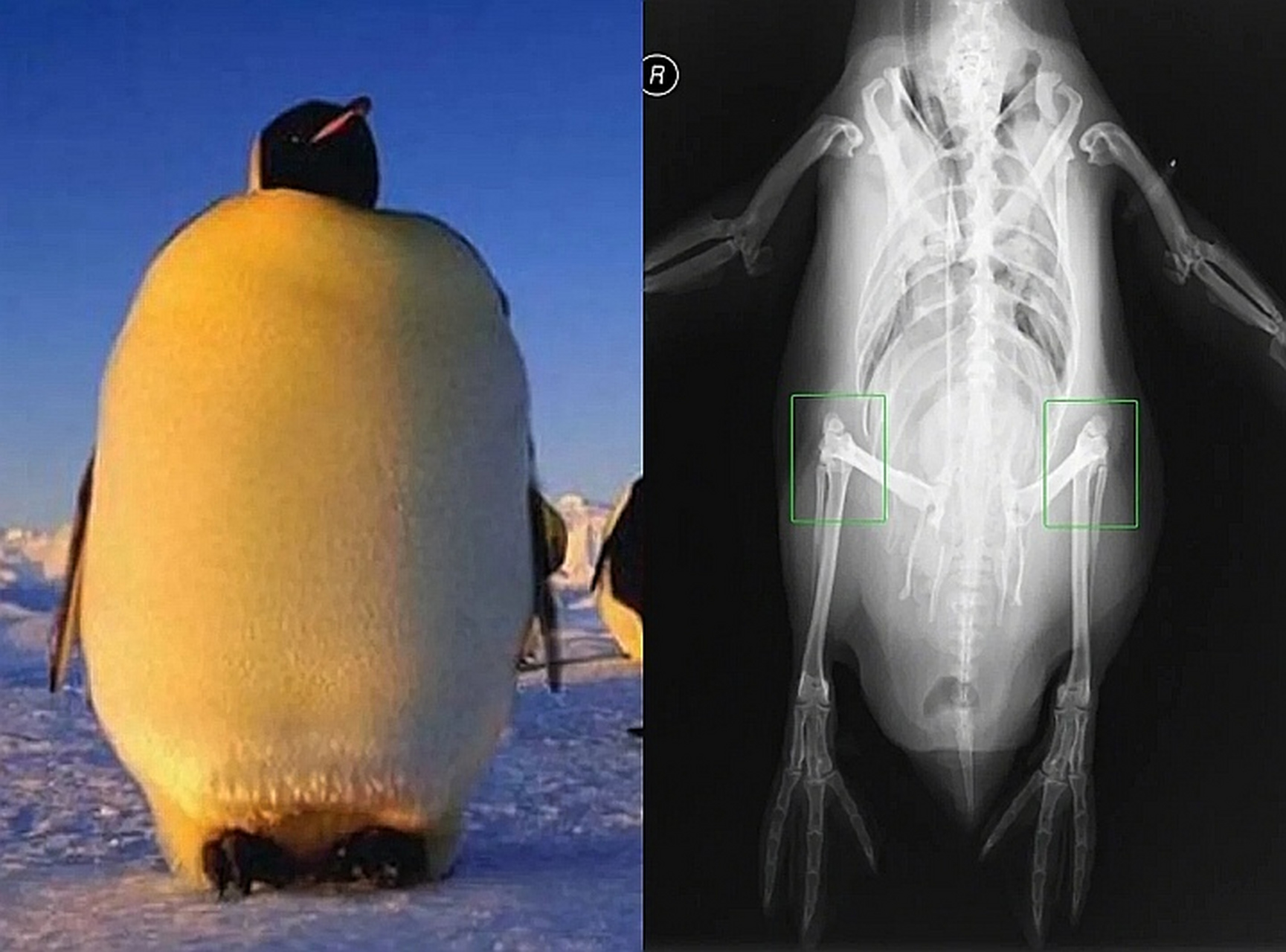 企鹅腿多长图片
