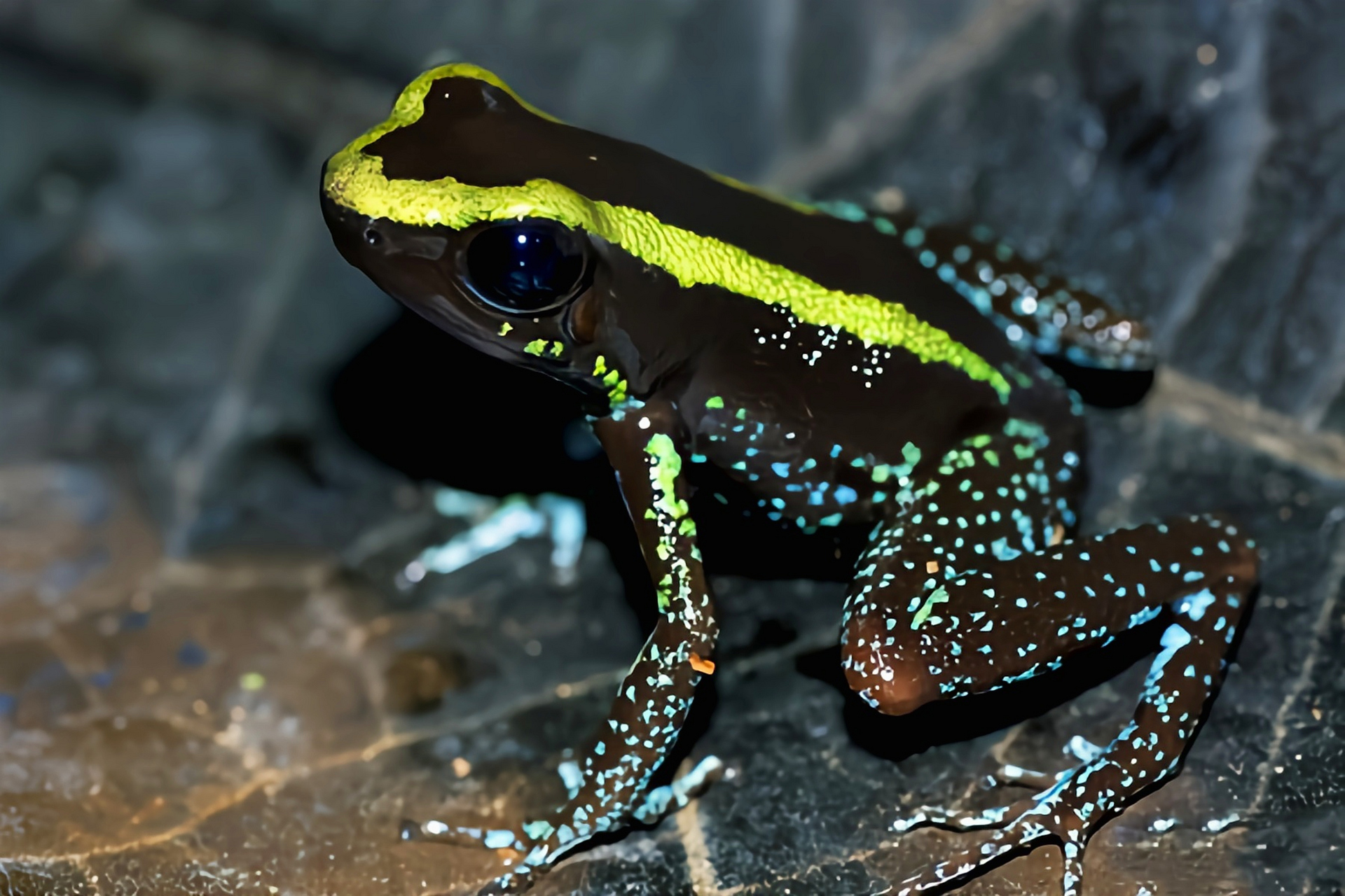 每天认识一种动物——可可箭毒蛙 可可箭毒蛙原产于南美洲哥伦比亚,它