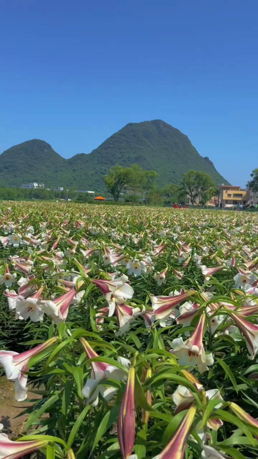 韶关:龙归双头村,百合花海.-度小视