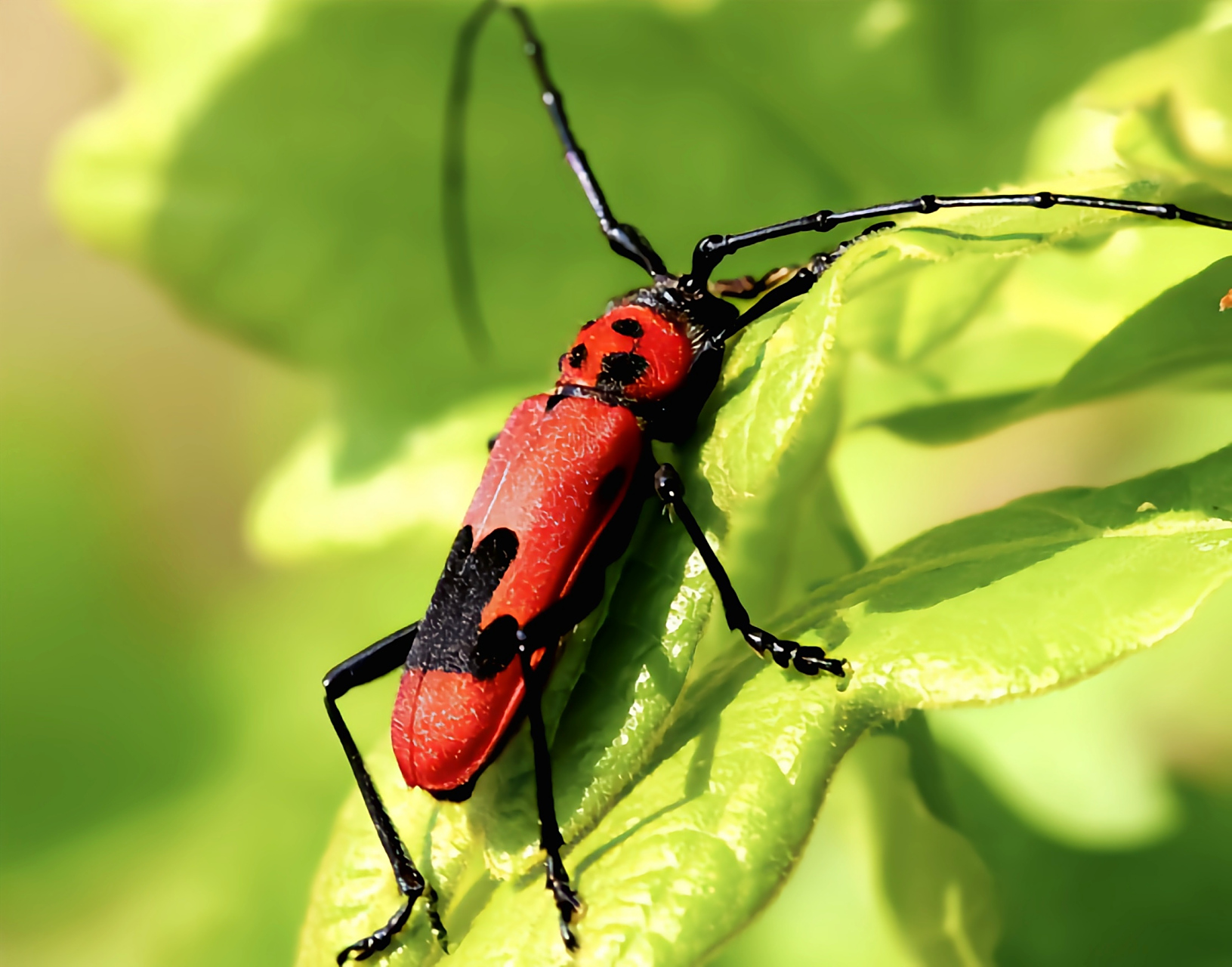 每天认识一种昆虫——帽斑紫天牛 帽斑紫天牛是鞘翅目紫天牛属昆虫.