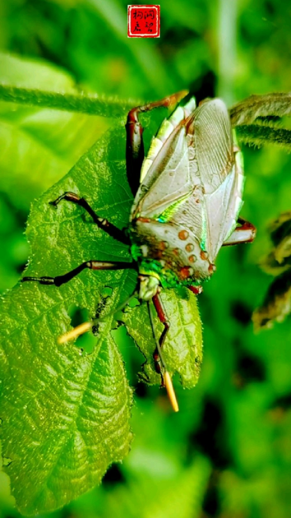这个小家伙漂亮吧:它叫九香虫,也叫打屁虫-度小视
