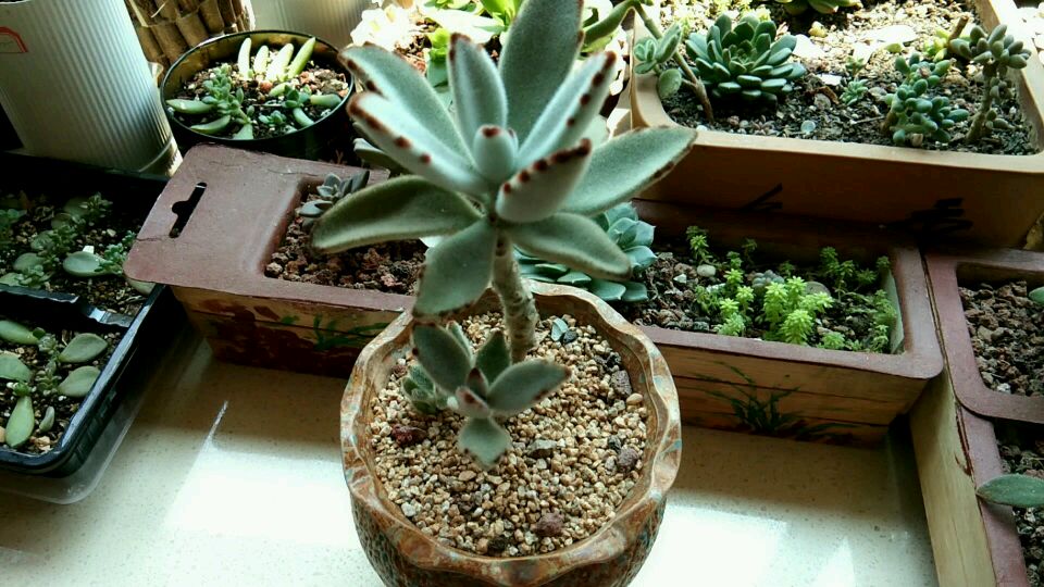 一款像兔子耳朵的多肉月兔耳,养护做到以下几点长的快不黑腐