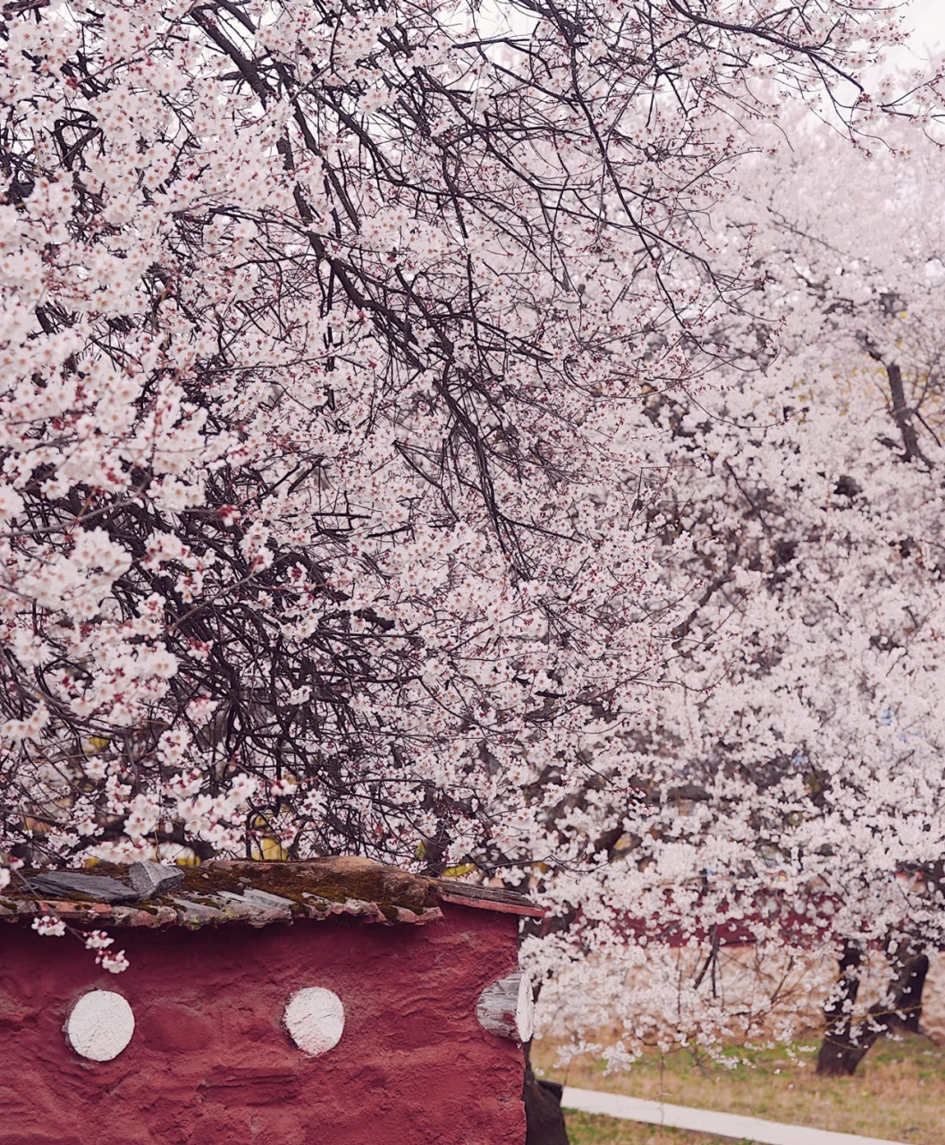 1454年倾多寺&千年桃花树