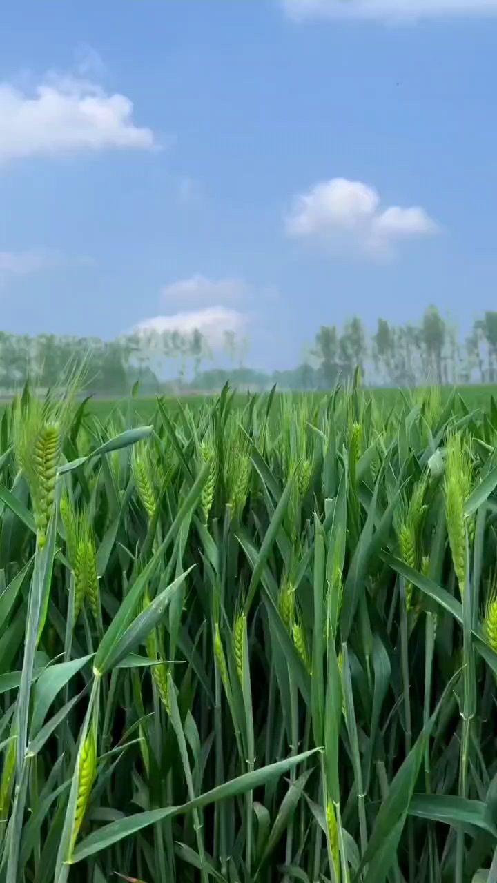 多久没有感受家乡的麦浪了