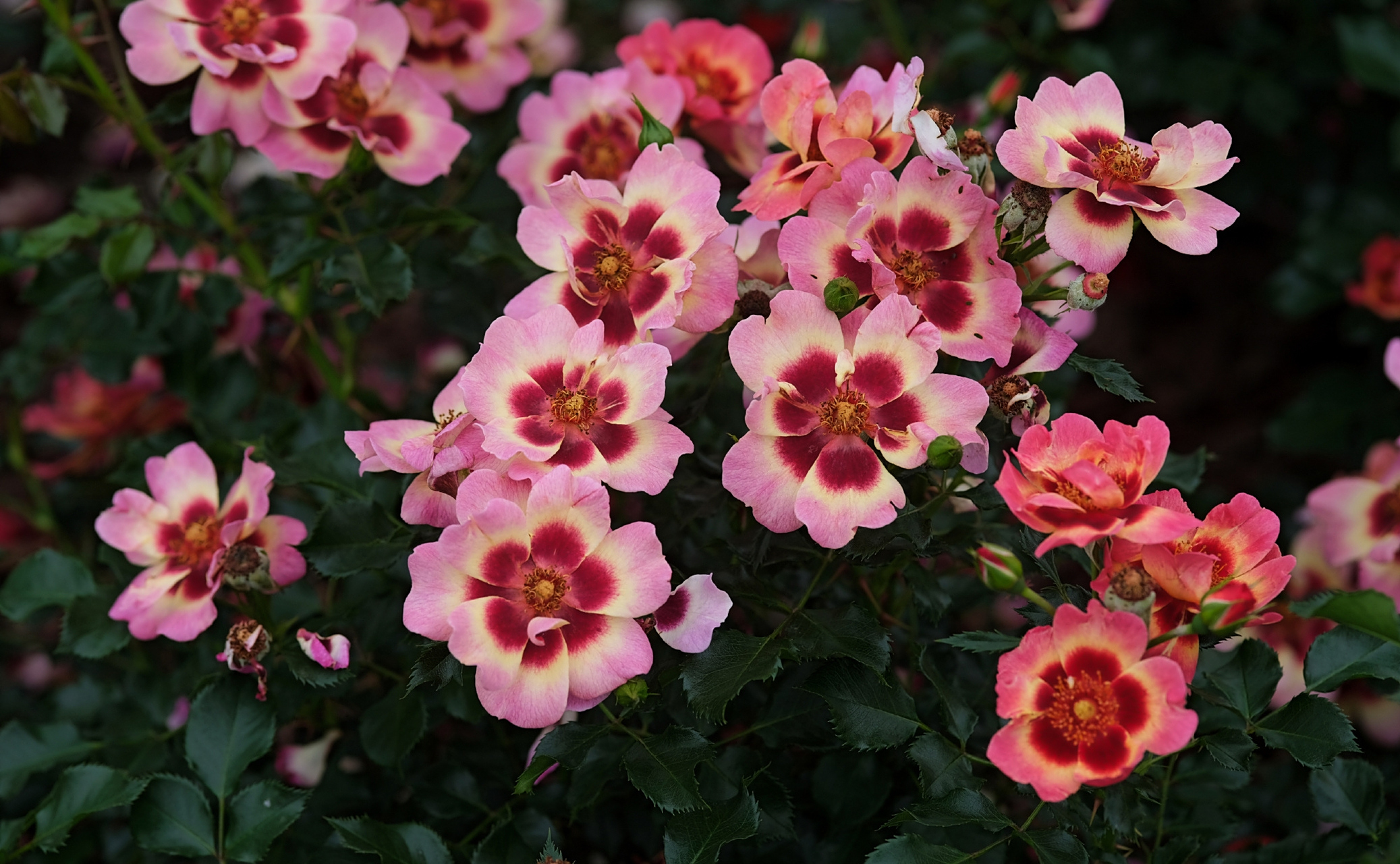 rosa babylon eyes  系列-巴比伦眼睛月季.