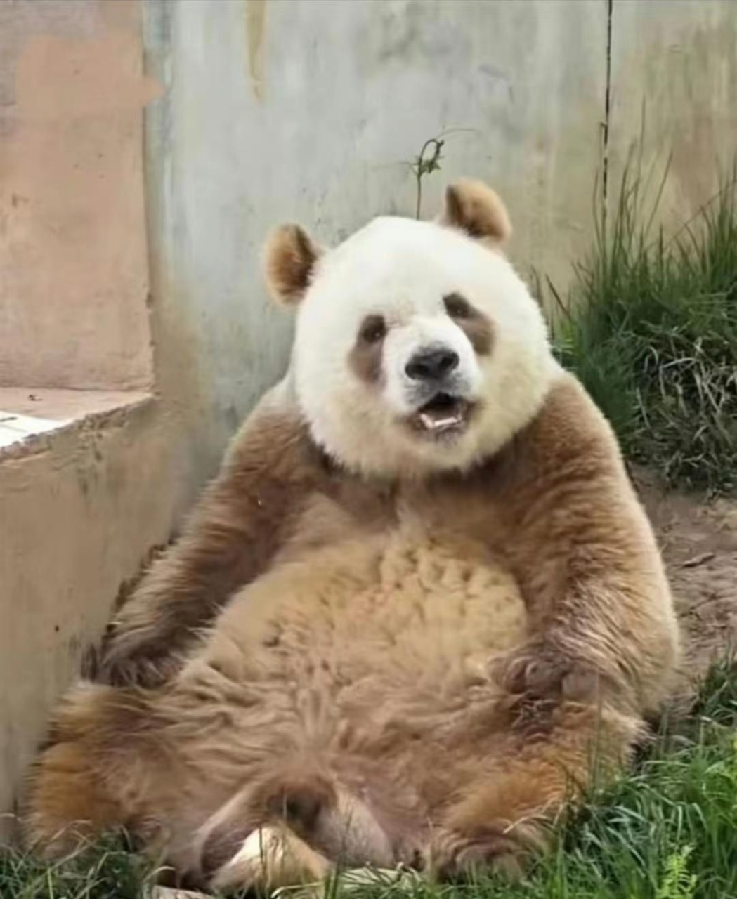 这大熊猫干啥去造这么脏,赶紧洗洗吧!#趣图搞笑