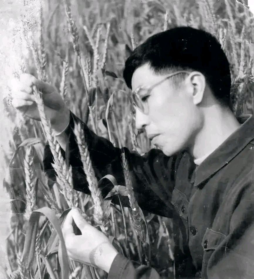 杂交小麦之父李振声:让粮食增产千亿公斤,养活数亿中国人