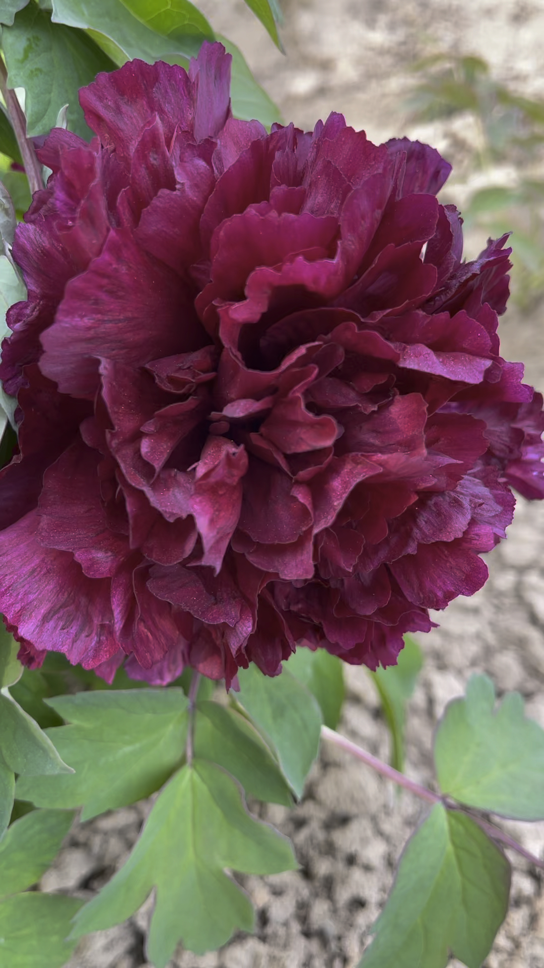 花农说牡丹 小李  冠世墨玉