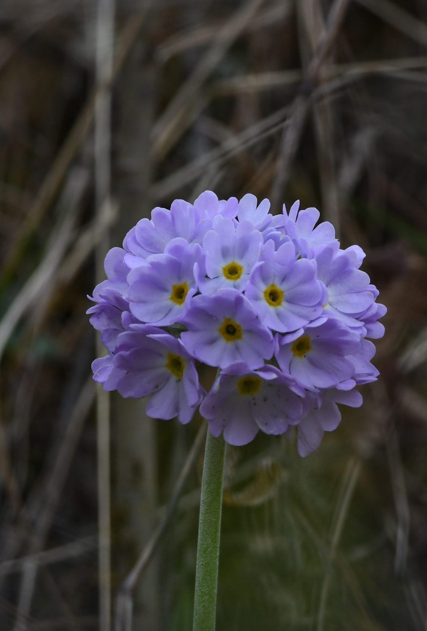滇北球花报春 primula denticulata subsp.