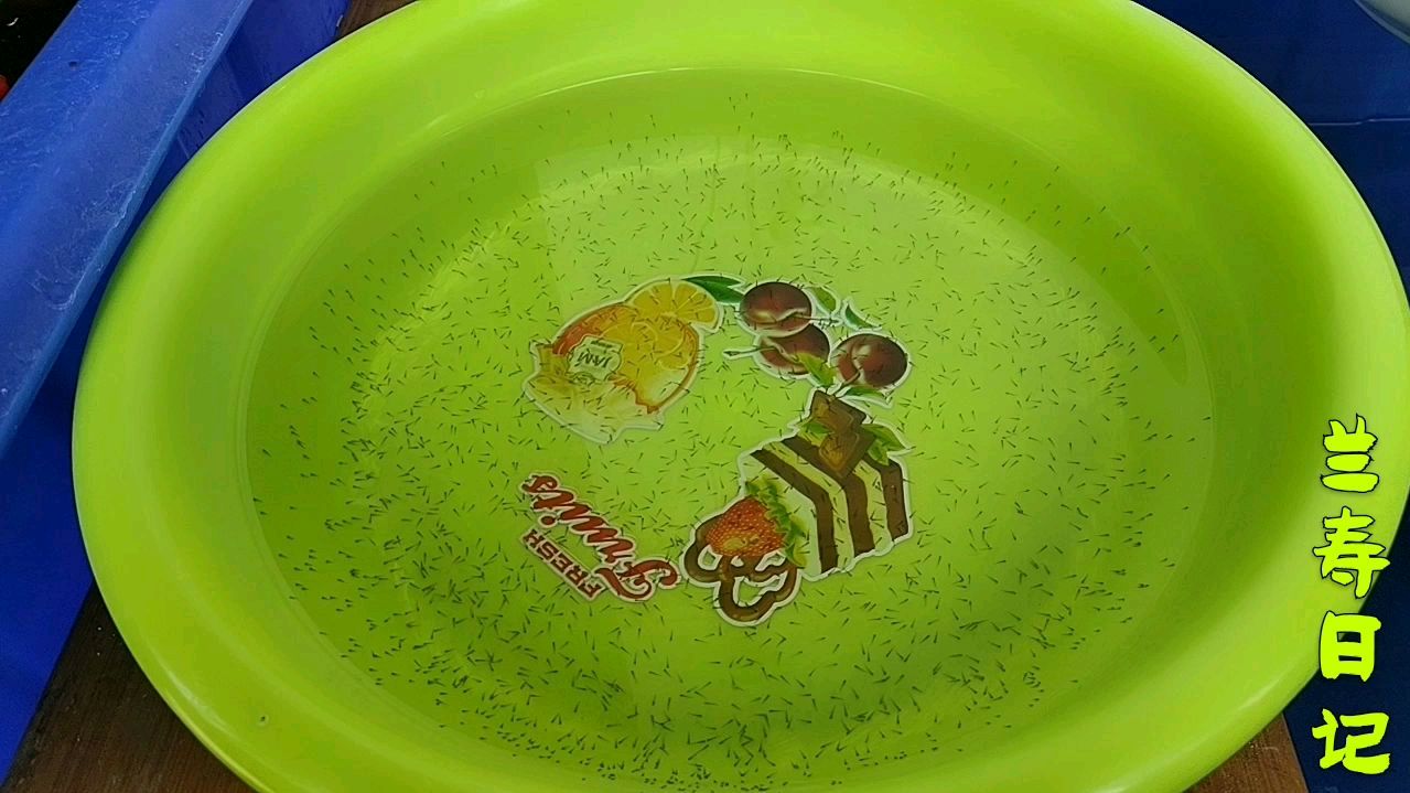 小鱼苗孵化出来了 密密麻麻一大盆