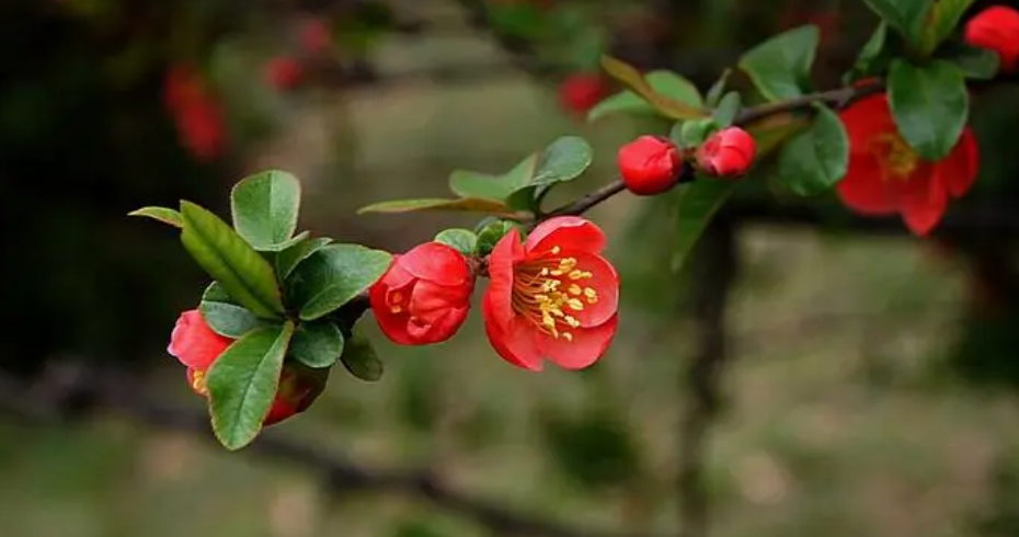 贴梗海棠果实可以吃吗