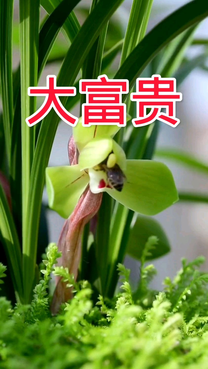 春兰经典品种大富贵