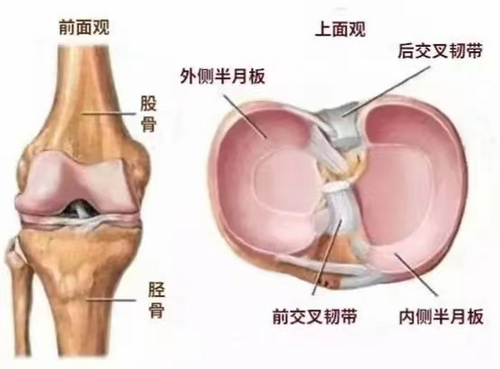 半月板的四大作用 76增加关节的吻合度,提高关节稳定性 77缓冲