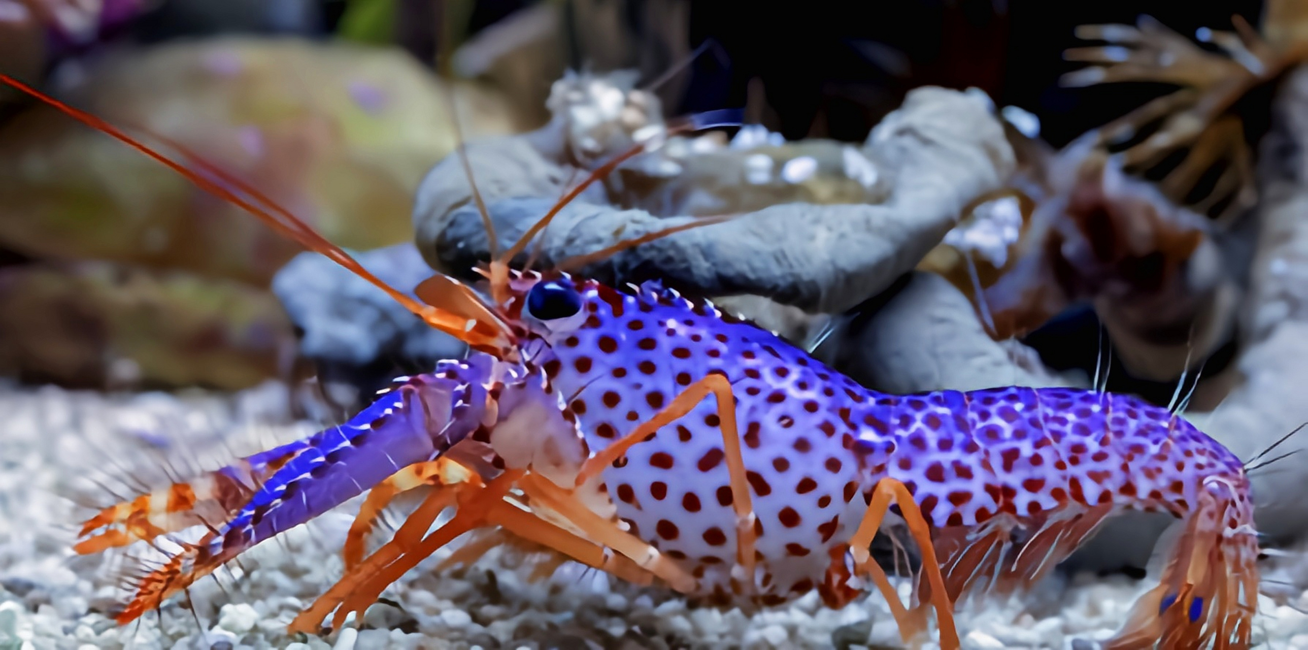 每天认识一种动物——紫礁螯虾 紫礁螯虾别名德氏礁螯虾,原产于印度洋