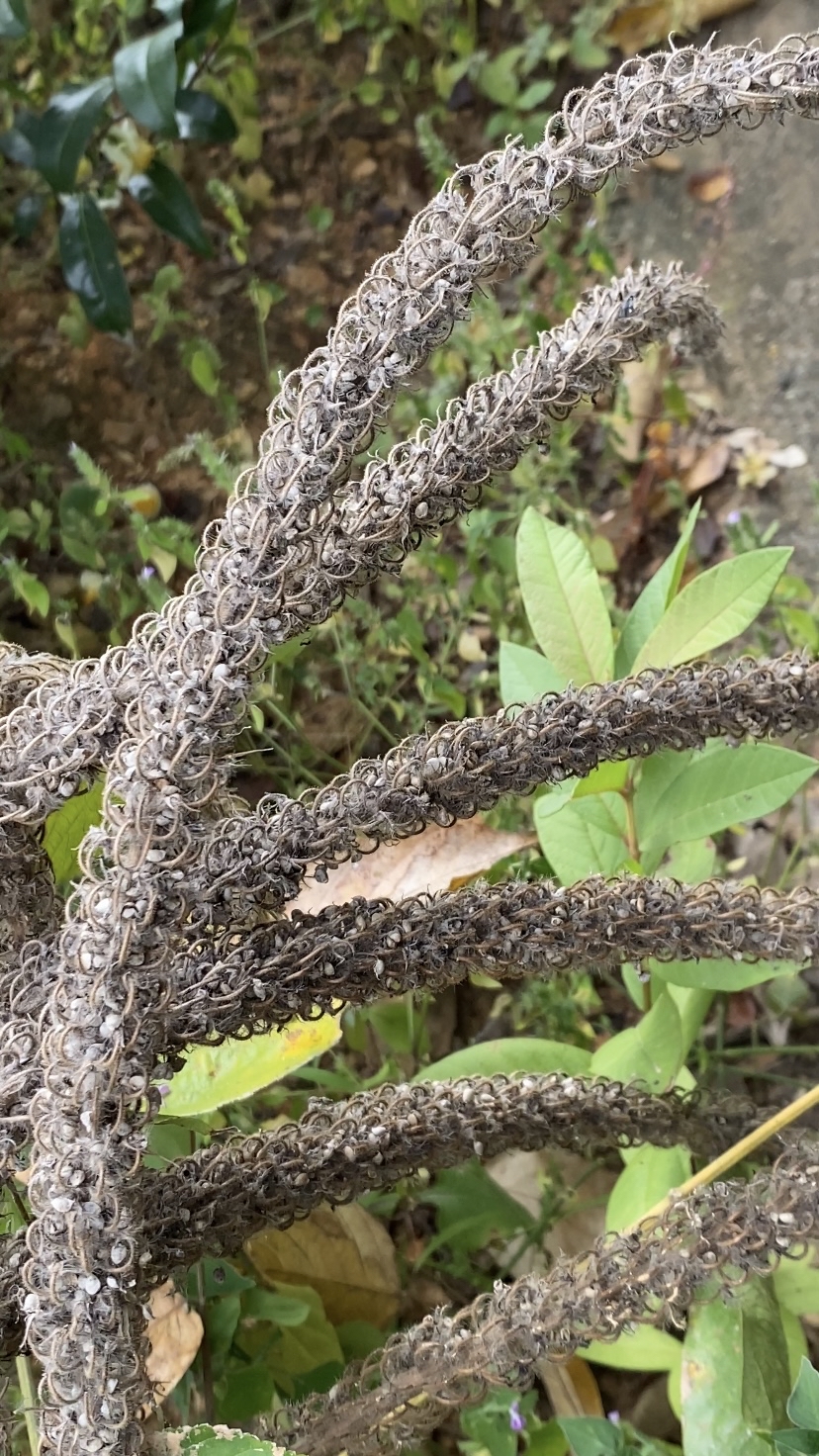 猫尾草也叫虎尾轮,看看你认识吗?