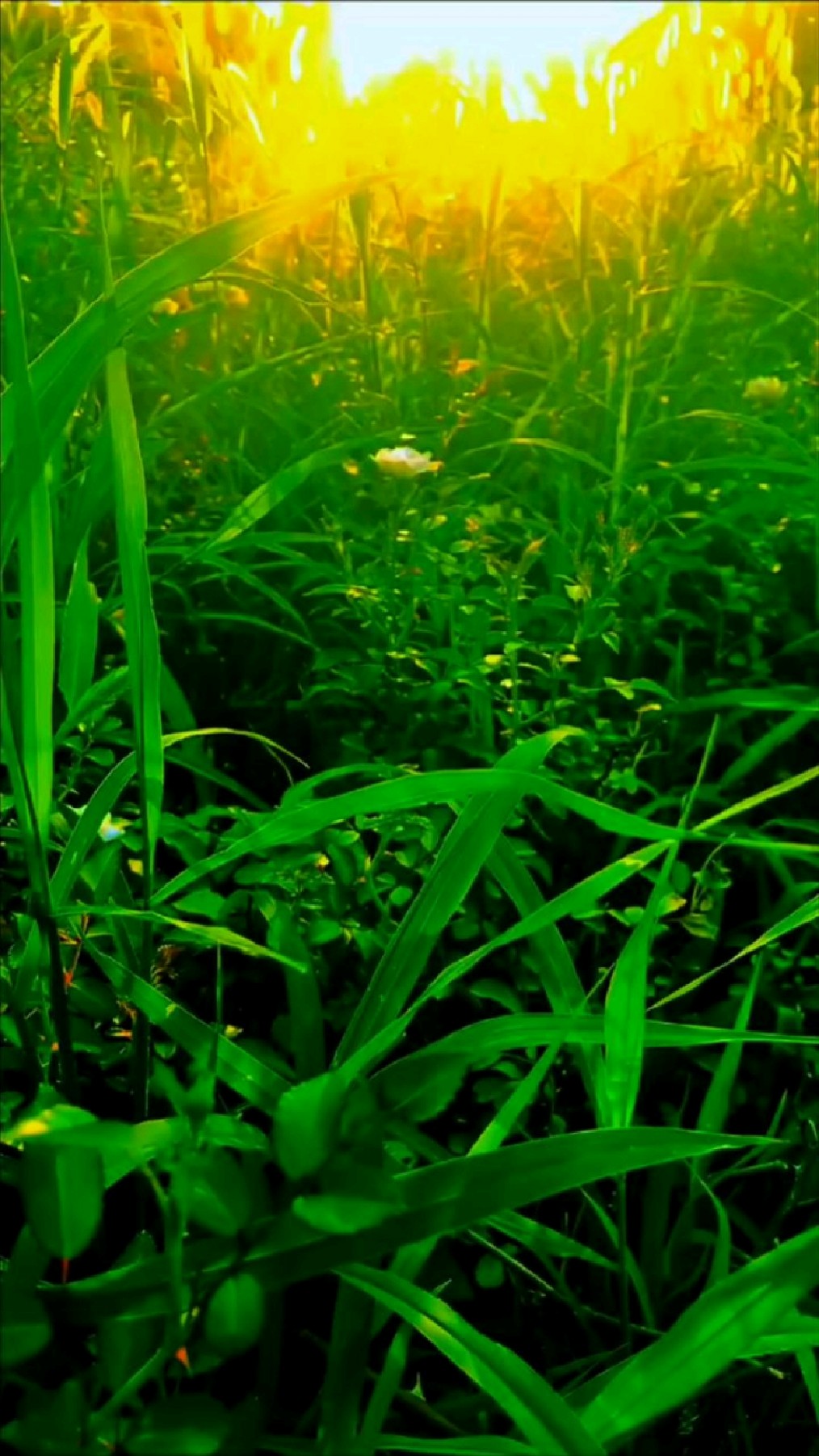 夏日的早晨草地