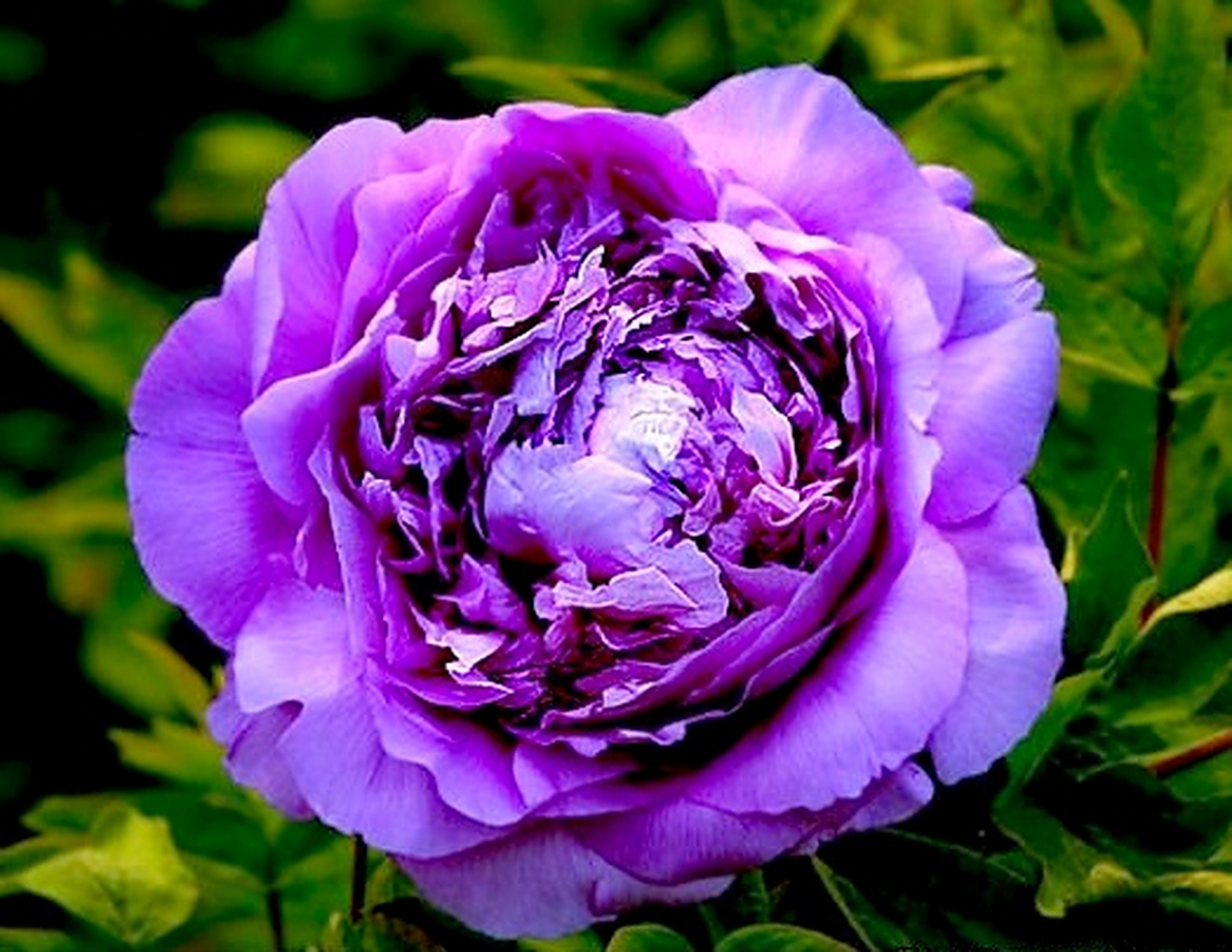 九月动态激励计划# 牡丹——魏紫 魏紫是一种牡丹花品种,具有重瓣之