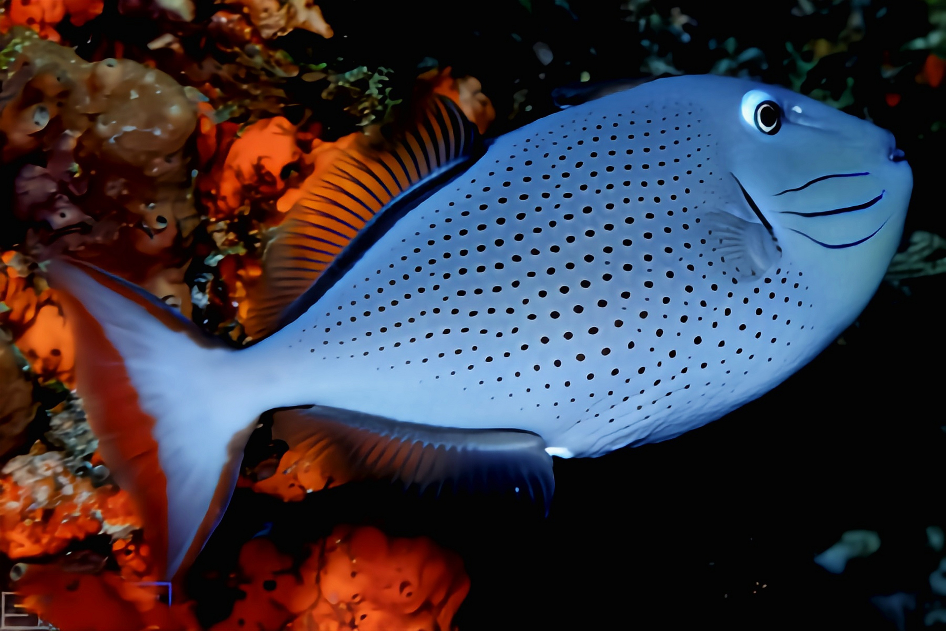 每天认识一种动物——凹纹炮弹鱼 凹纹炮弹鱼别名大西洋黄鳞鲀,原产于