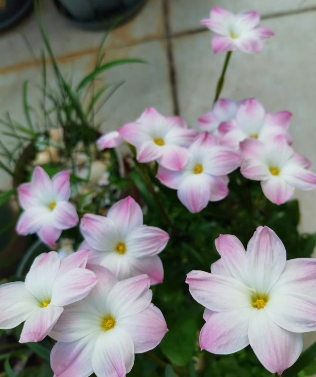 风雨兰胖丽丽,一场风雨,一波花!