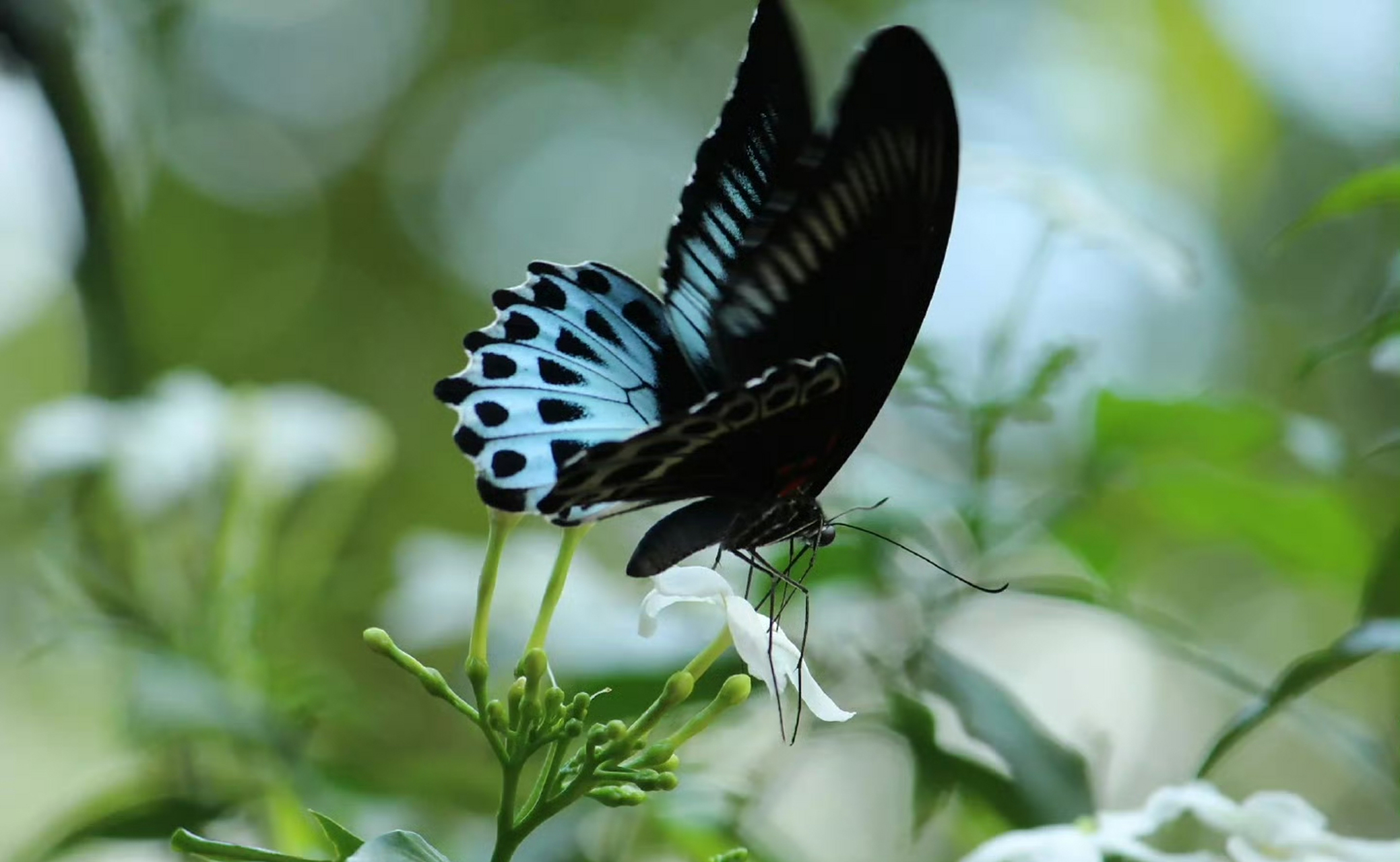 蓝裙美凤蝶(papilio polymnestor)是一种华丽的热带鸟翼科昆虫,身体