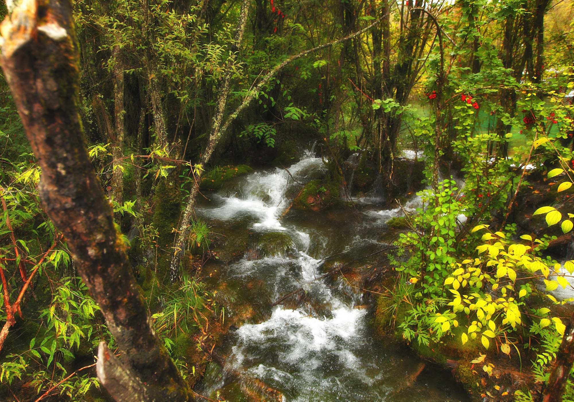 林间小溪:花香鸟语坐前溪,水浅林深影倒西