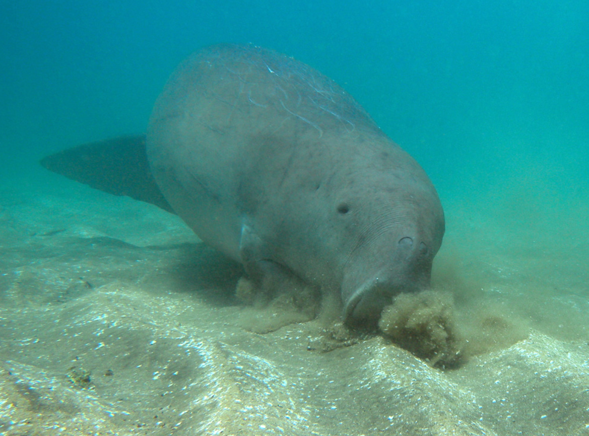 14年没见到了,儒艮在中国被宣布功能性灭绝!是什么原因?