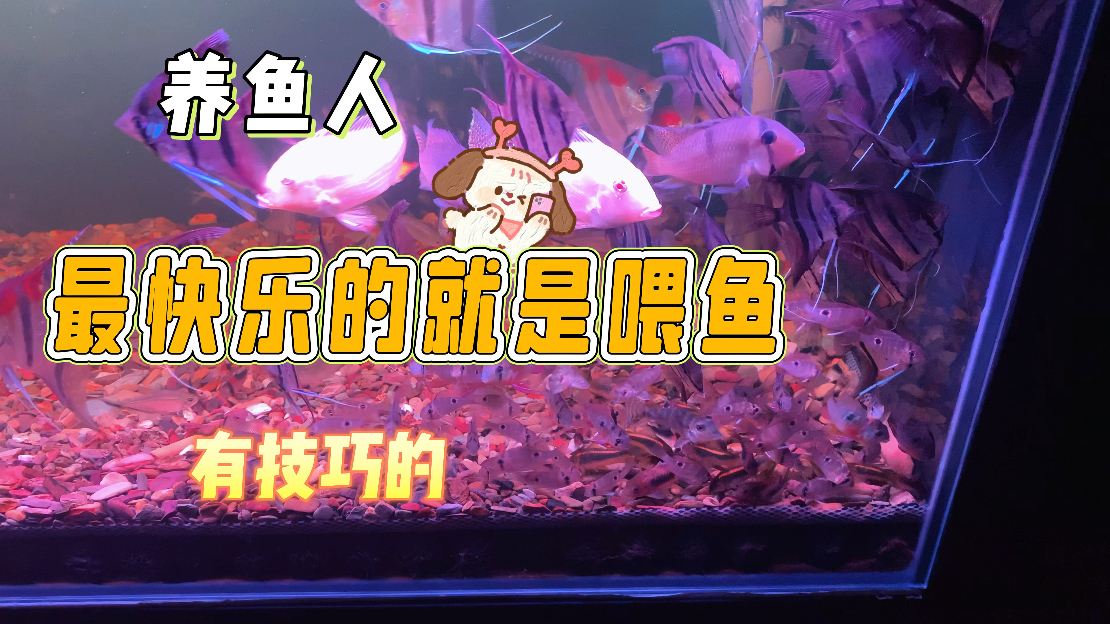 养鱼人最快乐的时刻就是喂鱼的时候。喂鱼也是有技巧的省粮不坏水