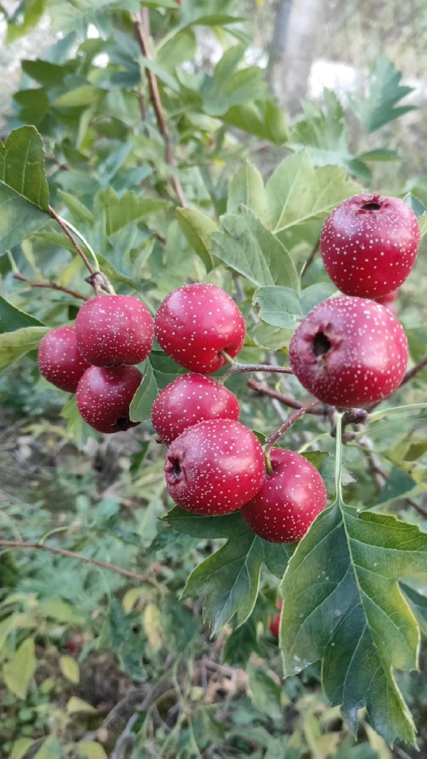 山楂树苗,大果山楂树