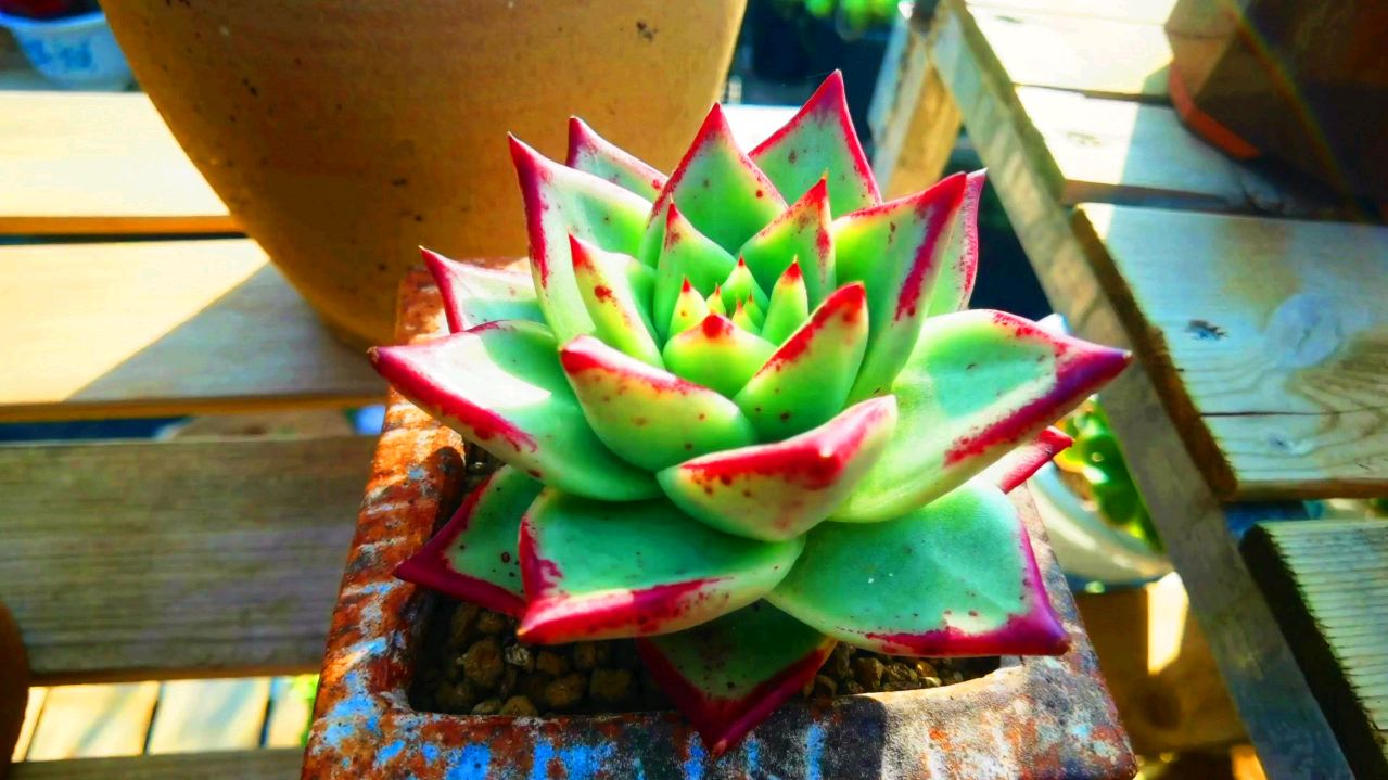 云南多肉植物基地的乌木黑檀汁种植养护方法