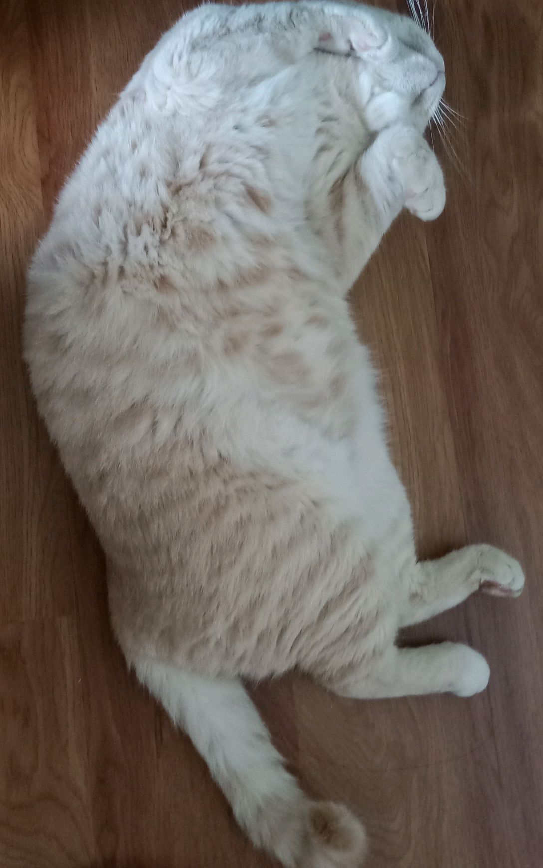 英短肥猫吃饱睡,主人担心越来越胖