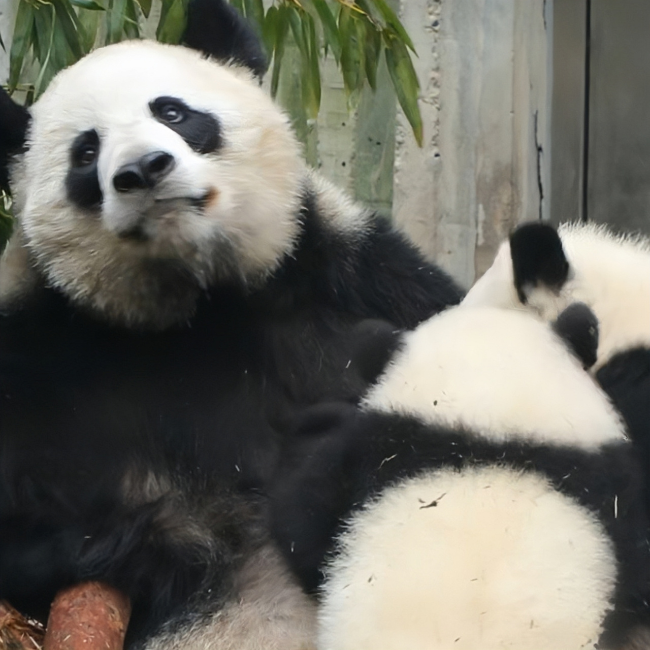 大熊猫大娇25日发现流鼻血图片在网上刷屏(不再展示),旅泰熊猫林惠