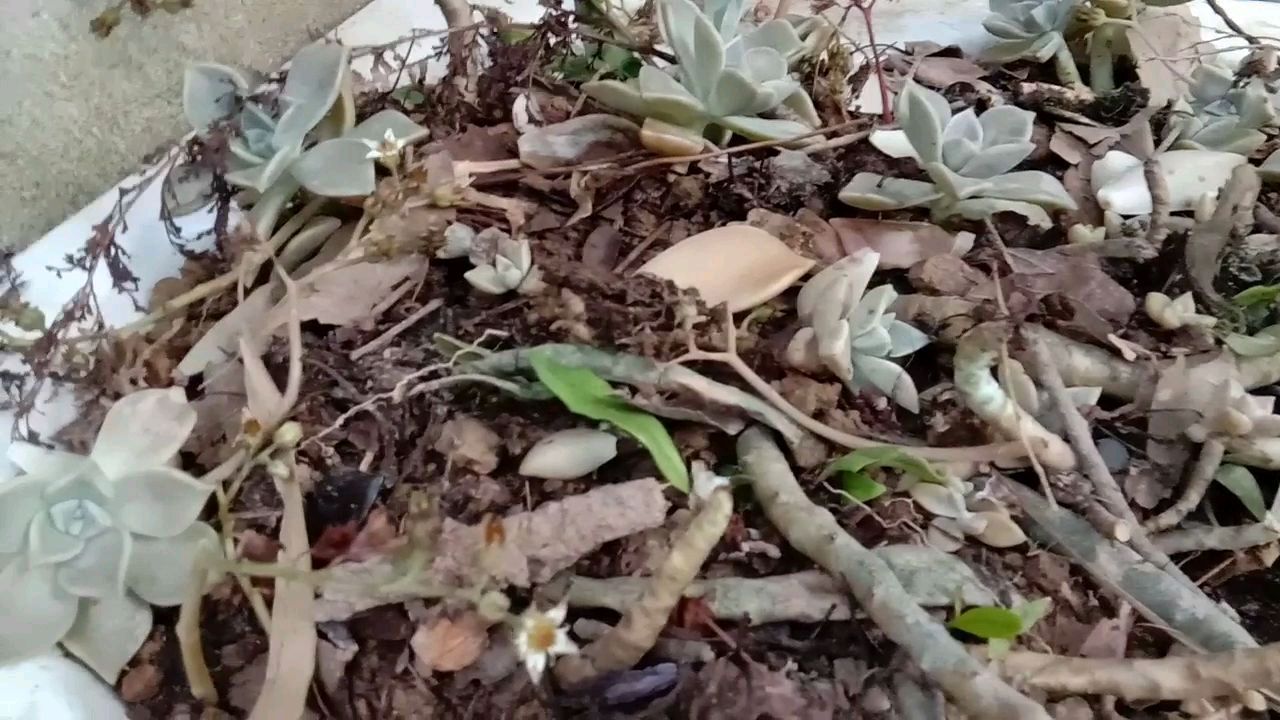 种点多肉繁殖,桃子长得好快,后花园的花多了越来越美了