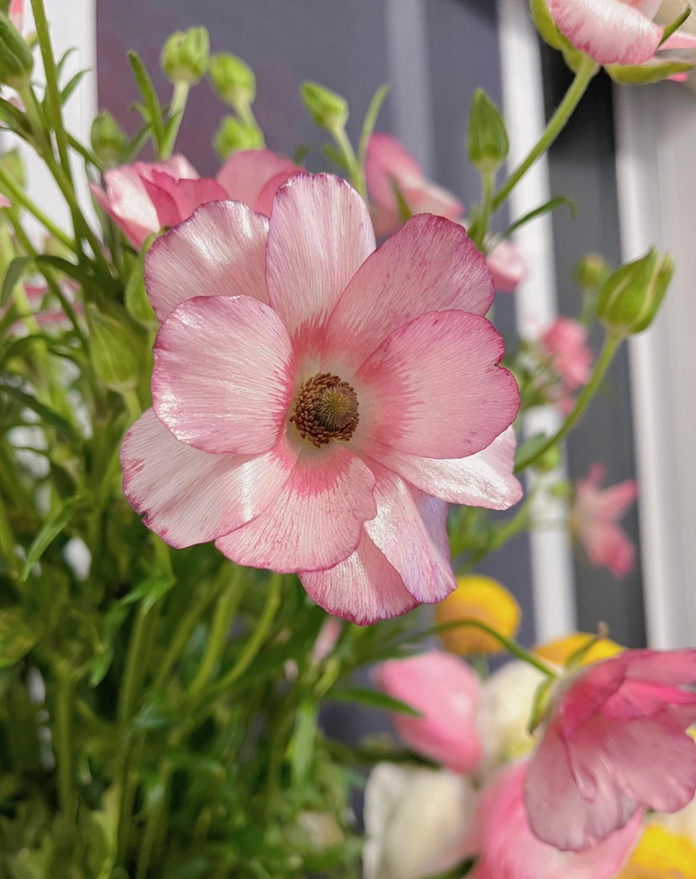 "一束蝴蝶洋牡丹的春天" 吸染过的蝴蝶洋牡丹真的太漂亮啦!