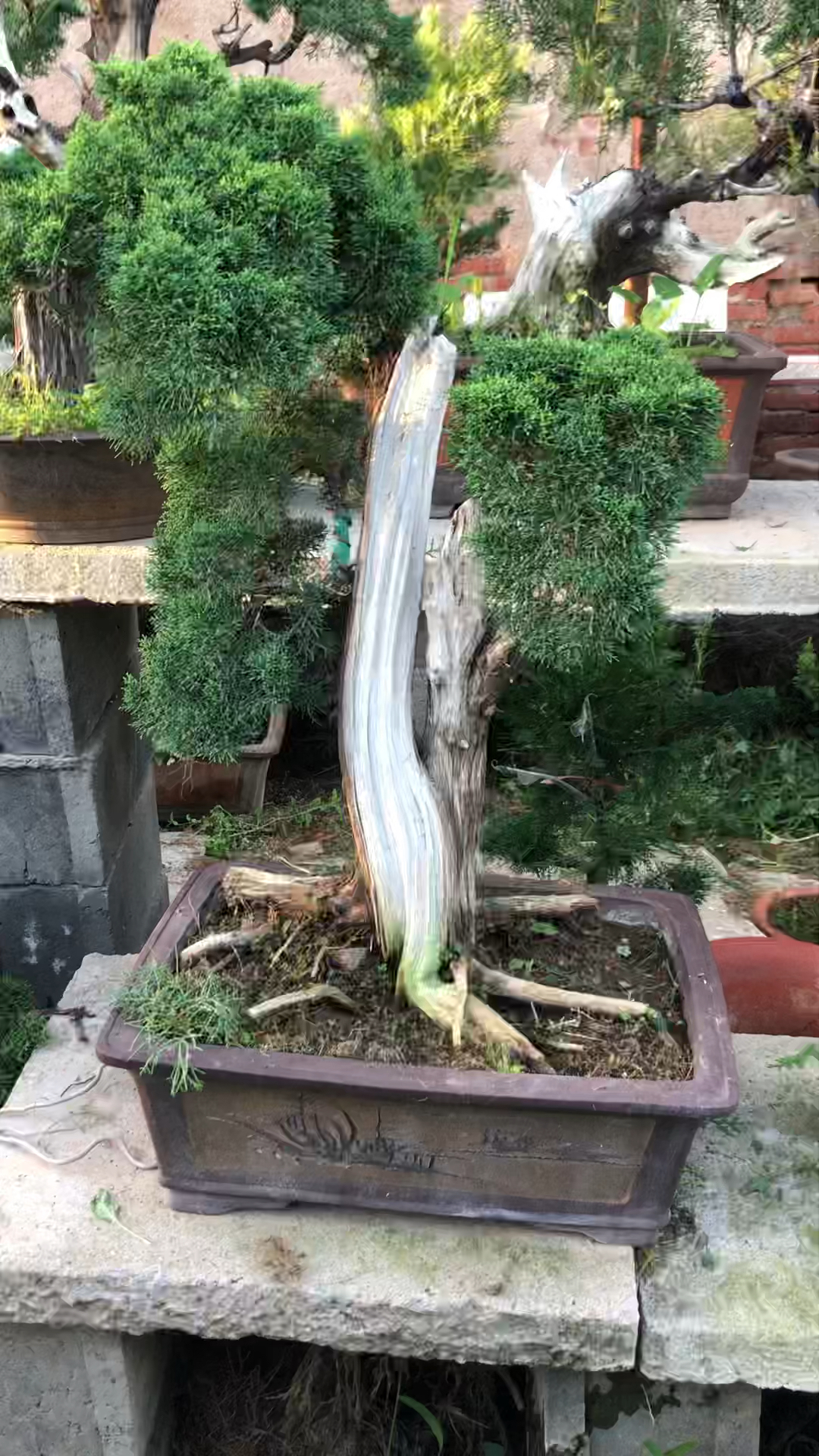 舍利杆做的特别漂亮的一棵济州真柏盆景