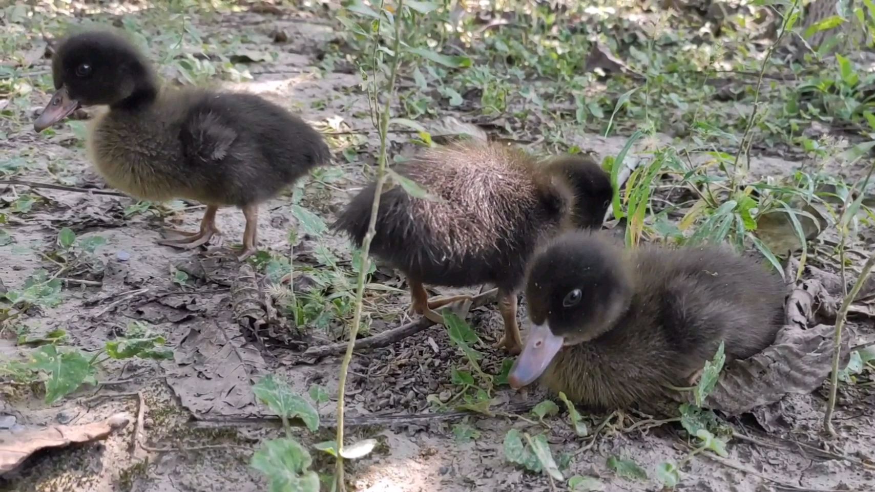 带小鸭子去公园玩,看啥都新鲜,在草地上吃蚂蚁,好可爱